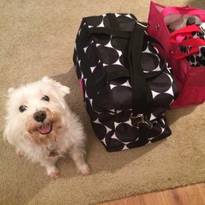 Izzie and bags ready to go!