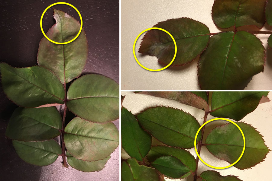 Rose mildew on leaves