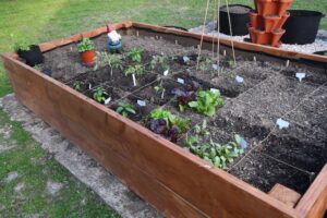 Vegetable Garden Progress Week 9
