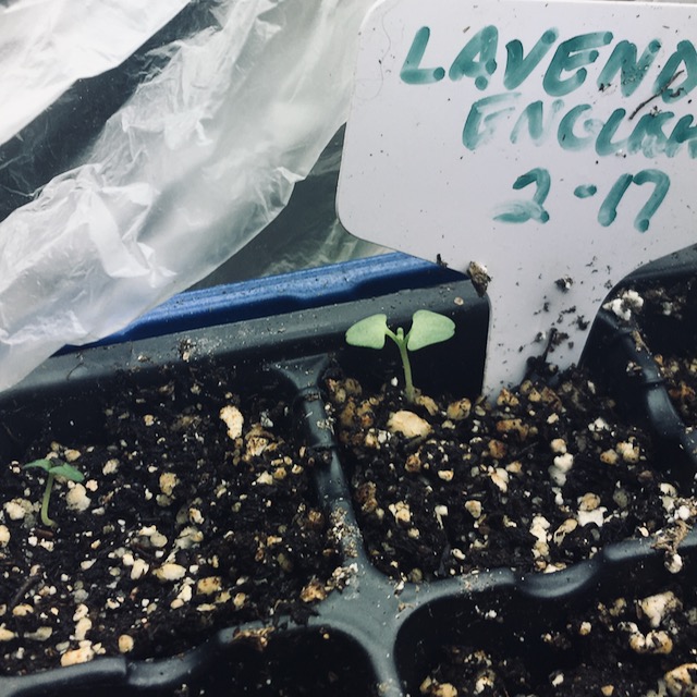 English Lavender Seedlings