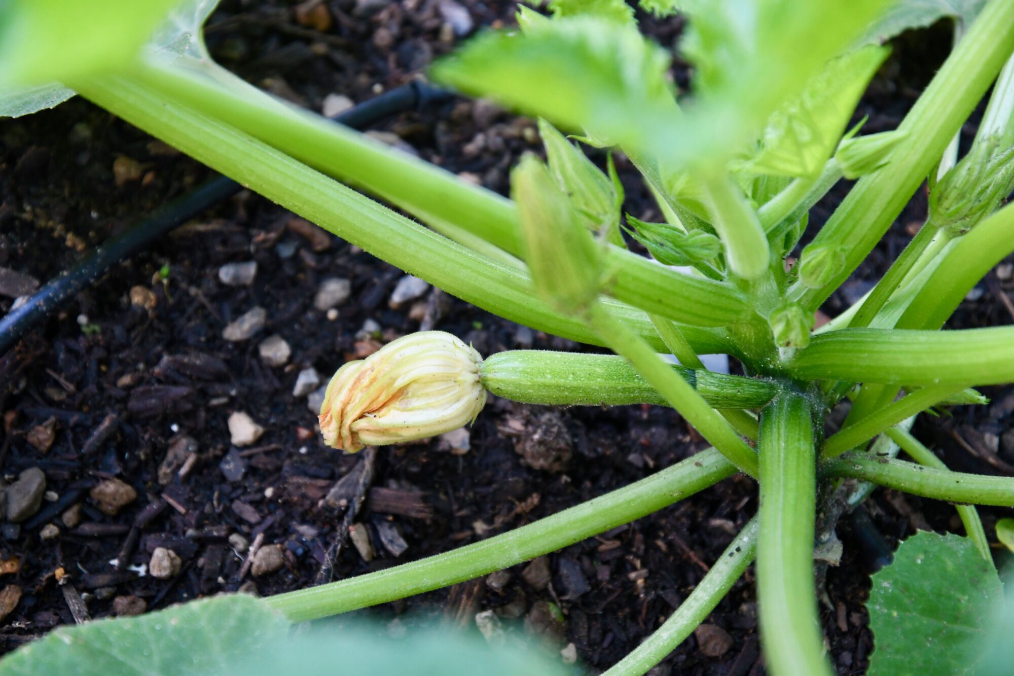 What's Growing On Week 15 Pandemic Edition